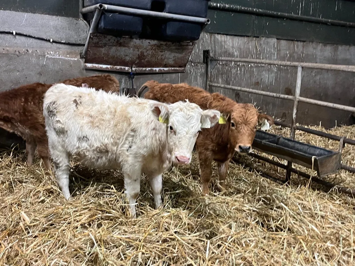 3 suckler bred  continental weanling heifers - Image 4
