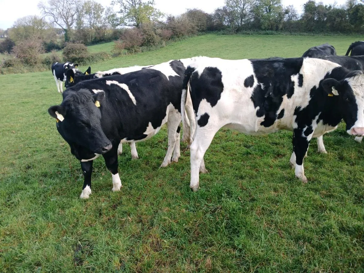 incalf heifers - Image 2