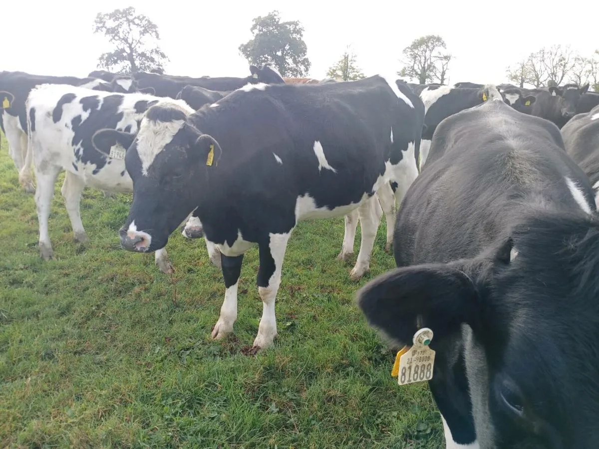 incalf heifers - Image 3