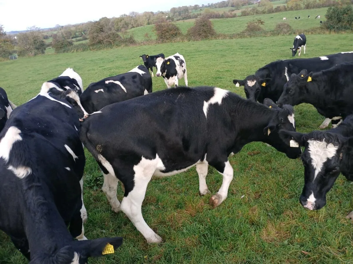 incalf heifers - Image 4