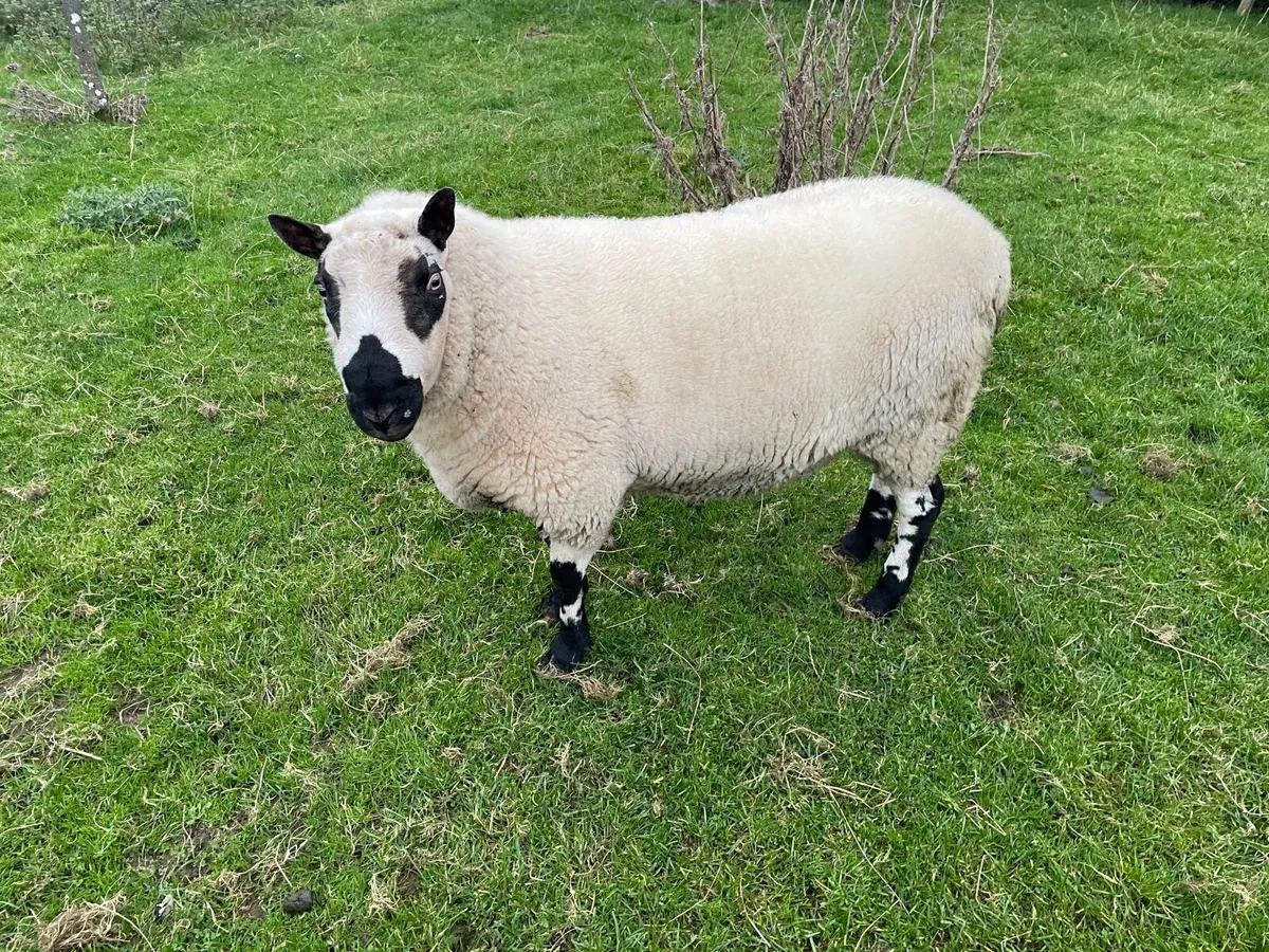Kerryhill ram - Image 1