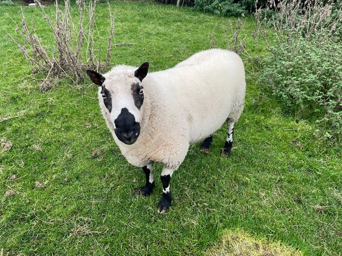 Kerryhill ram - Image 2