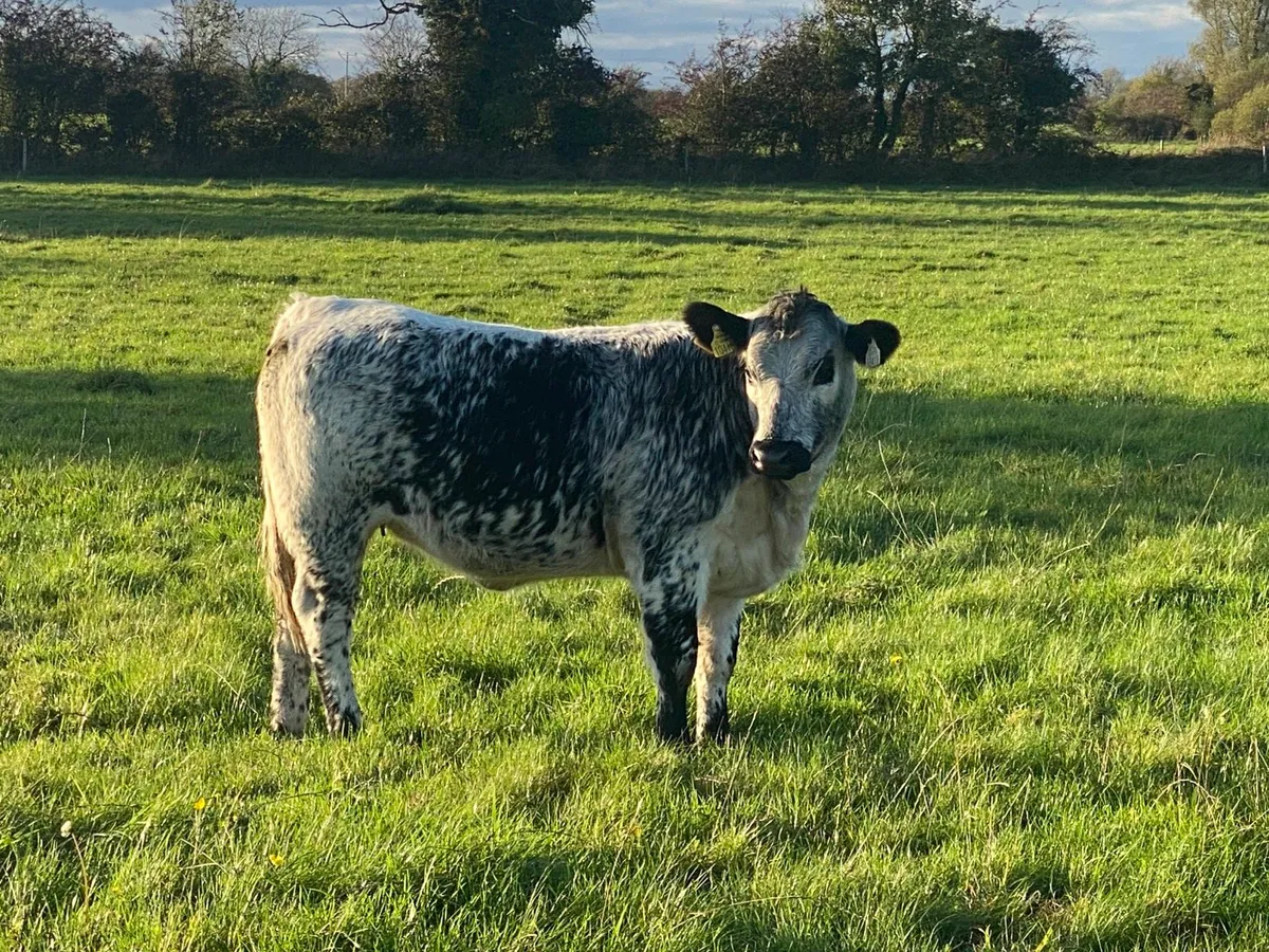 Limousin x Speckle Park heifers for sale at Delvin - Image 2