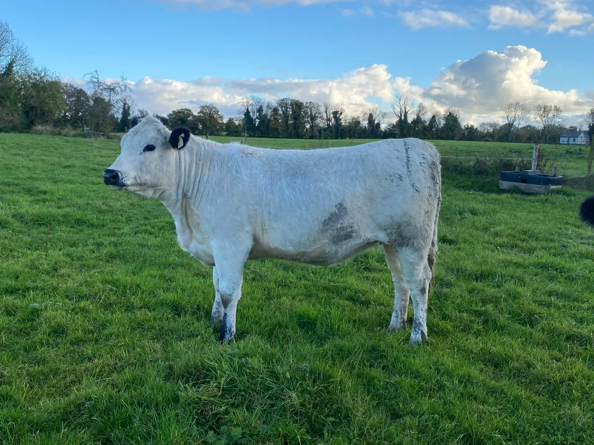 Limousin x Speckle Park heifers for sale at Delvin - Image 3