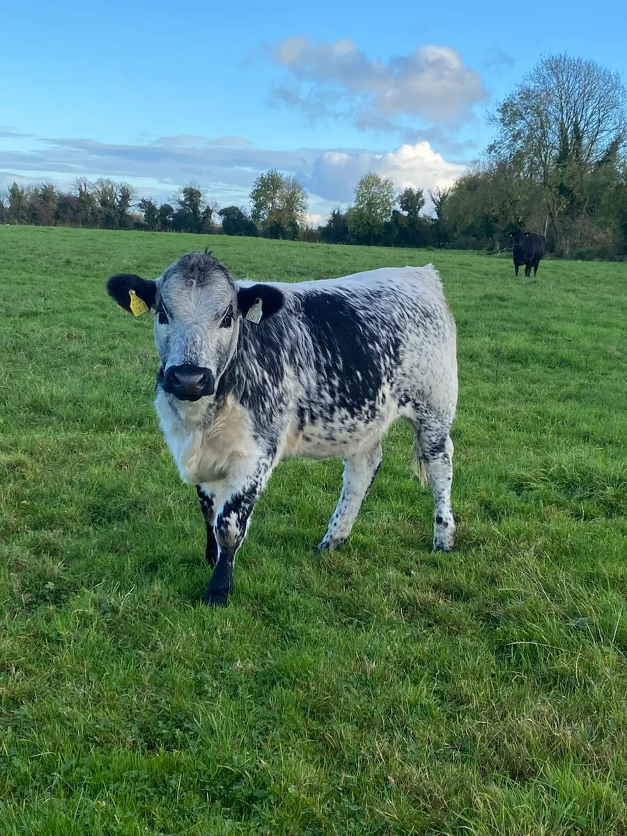 Limousin x Speckle Park heifers for sale at Delvin - Image 1