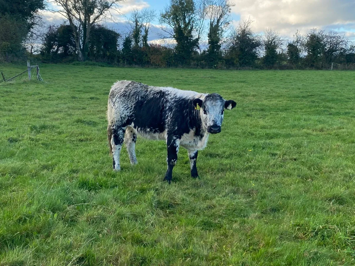 Limousin x Speckle Park heifers for sale at Delvin - Image 4
