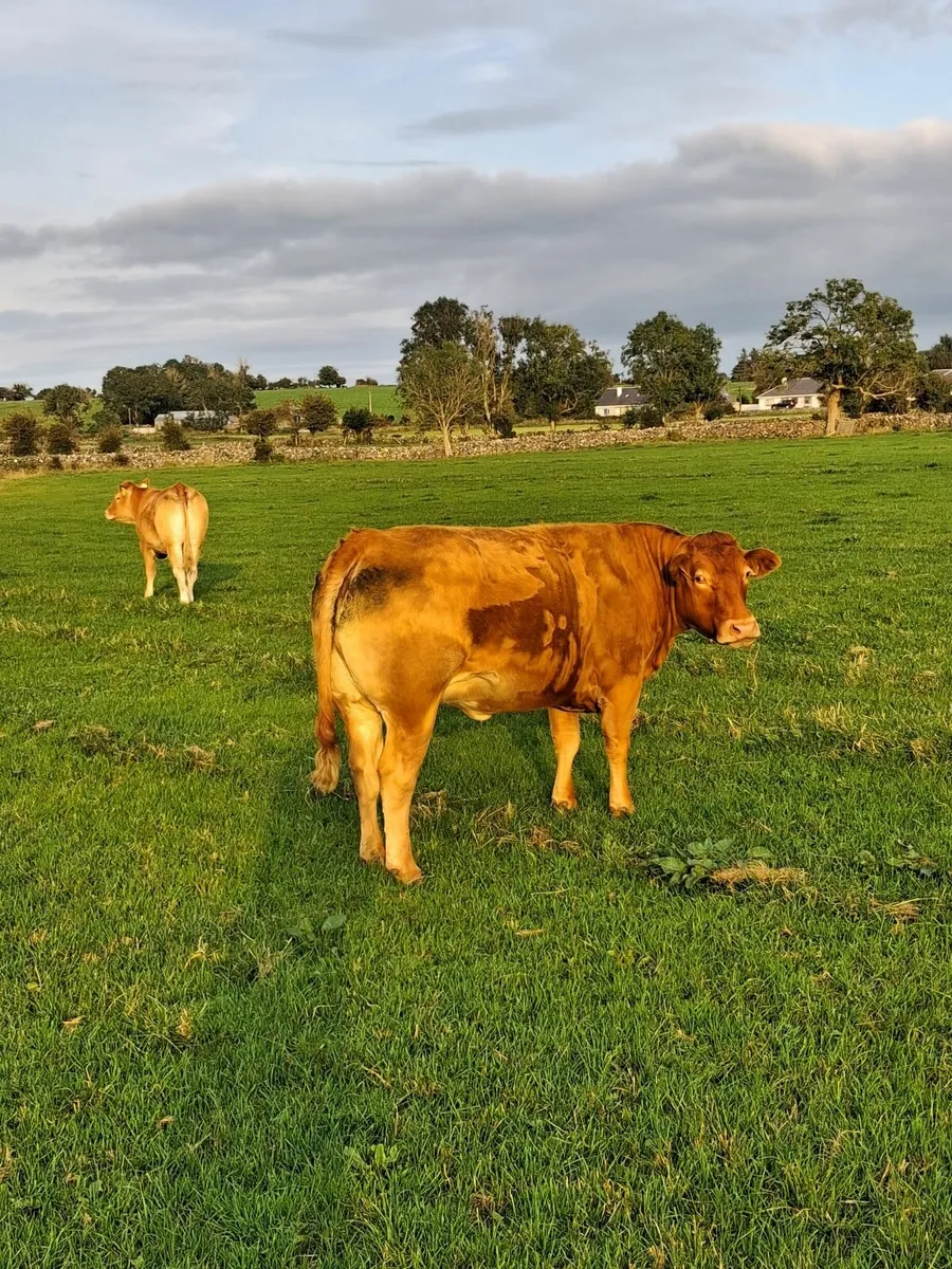 In-calf Limousine Heifers. - Image 1
