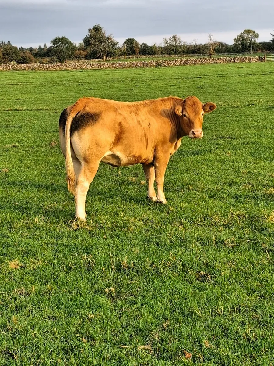 In-calf Limousine Heifers. - Image 2