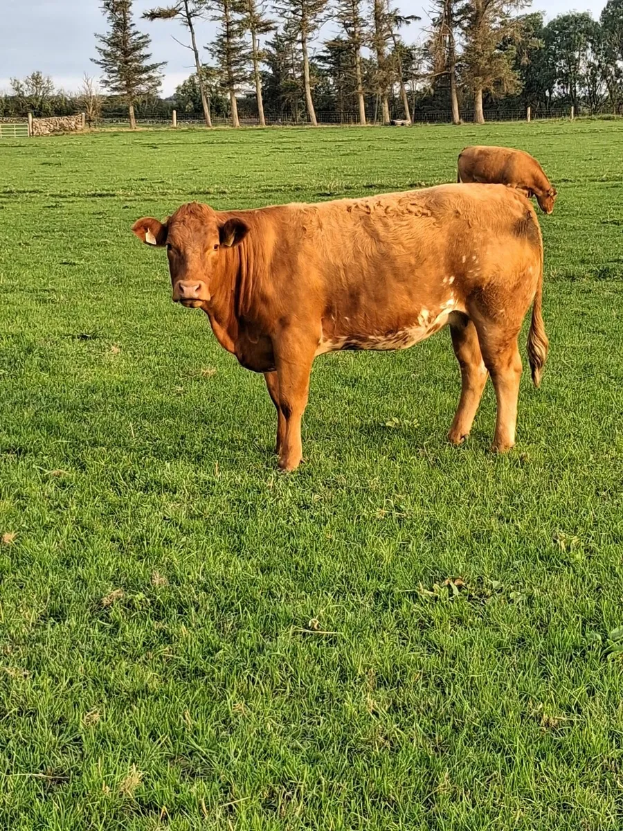 In-calf Limousine Heifers. - Image 3