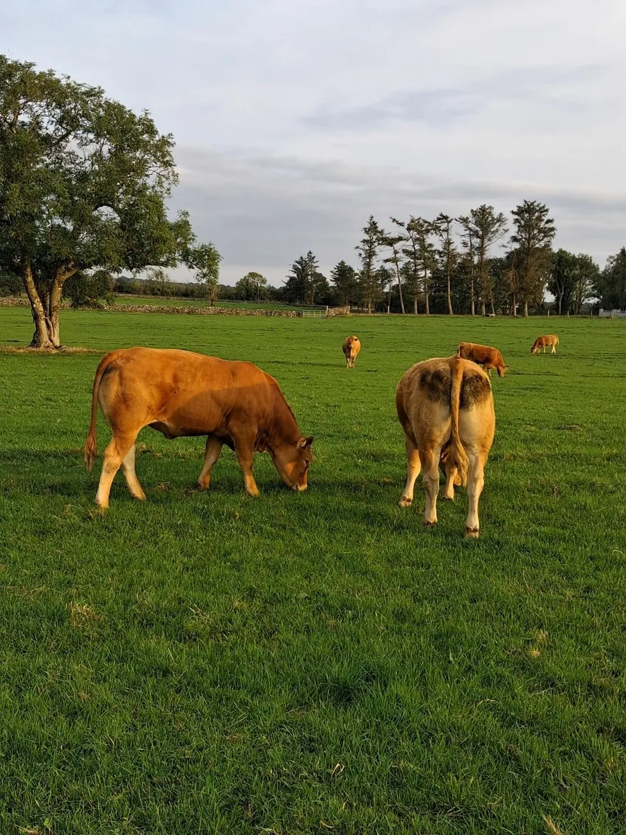 In-calf Limousine Heifers. - Image 4