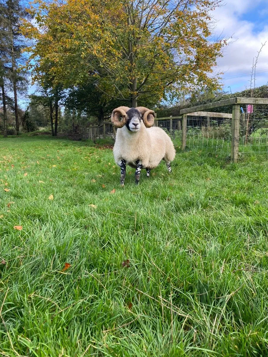 Lanark shearling ram - Image 1