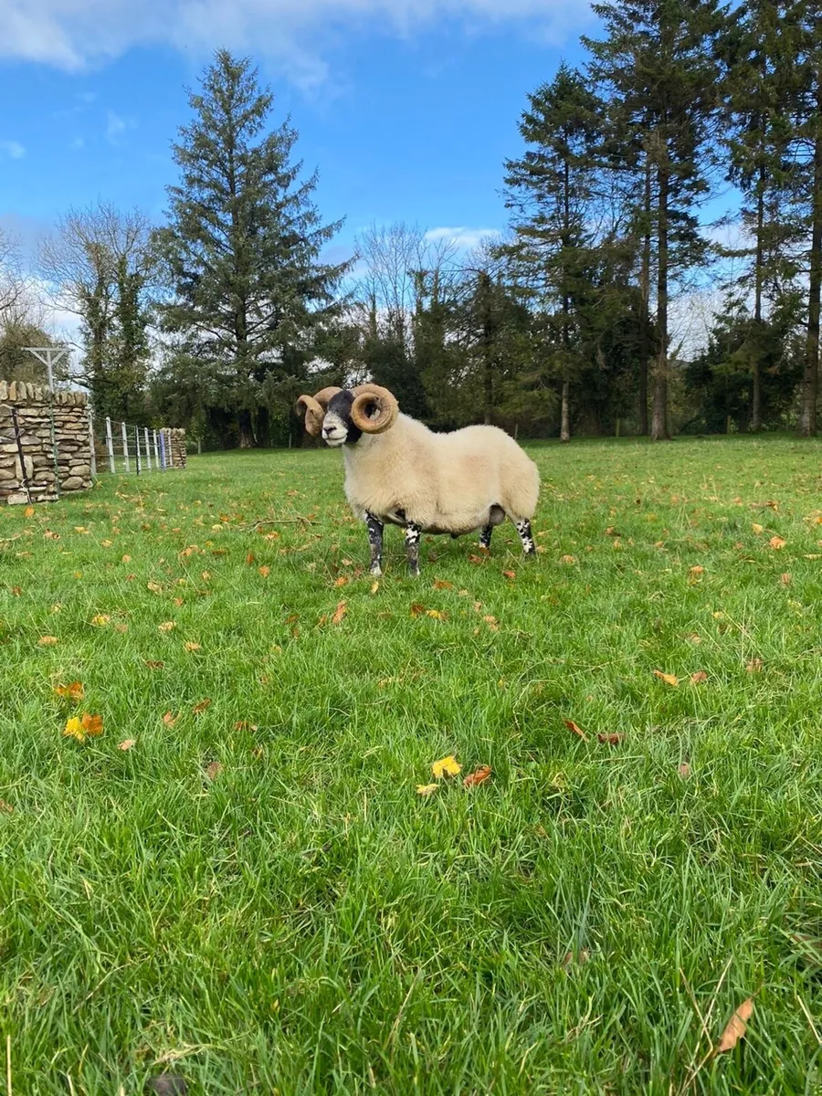 Lanark shearling ram - Image 2