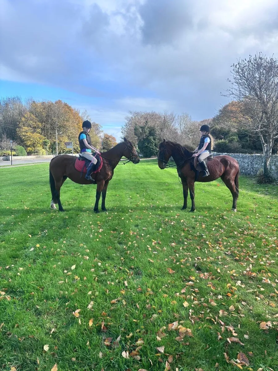 Pony’s 1Filly&1Gelding - Image 1