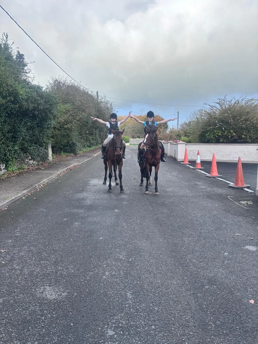 Pony’s 1Filly&1Gelding - Image 2