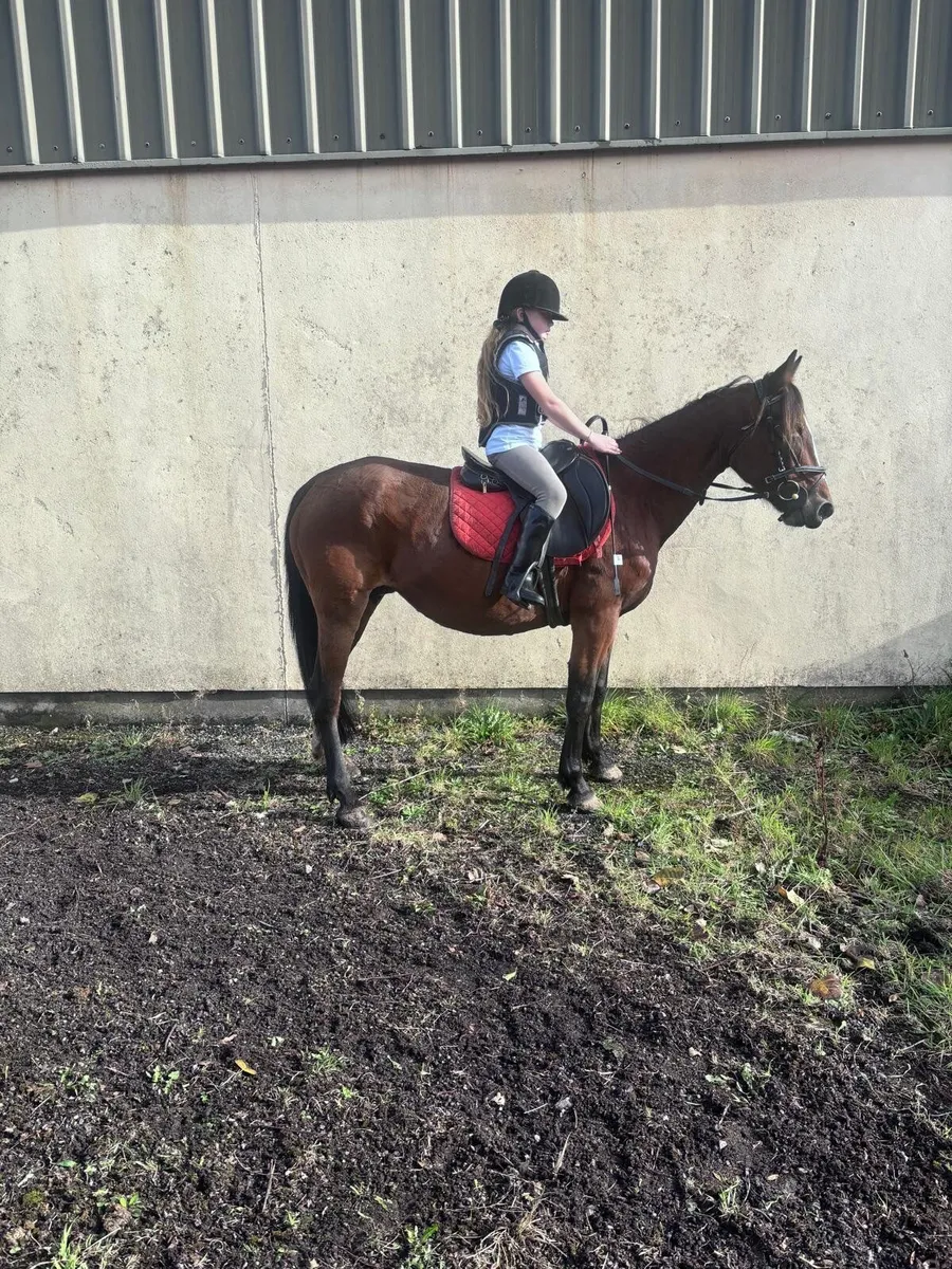 Pony’s 1Filly&1Gelding - Image 3