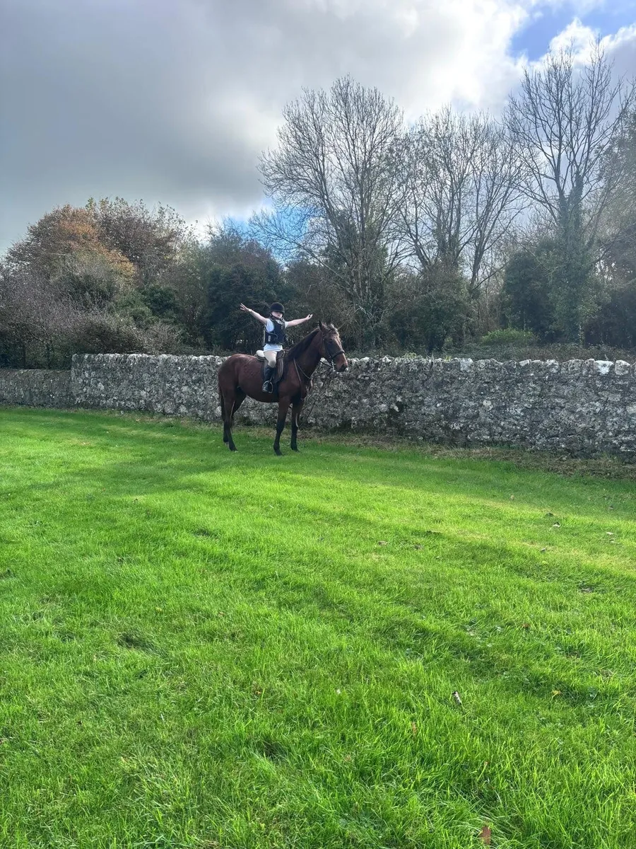 Pony’s 1Filly&1Gelding - Image 4