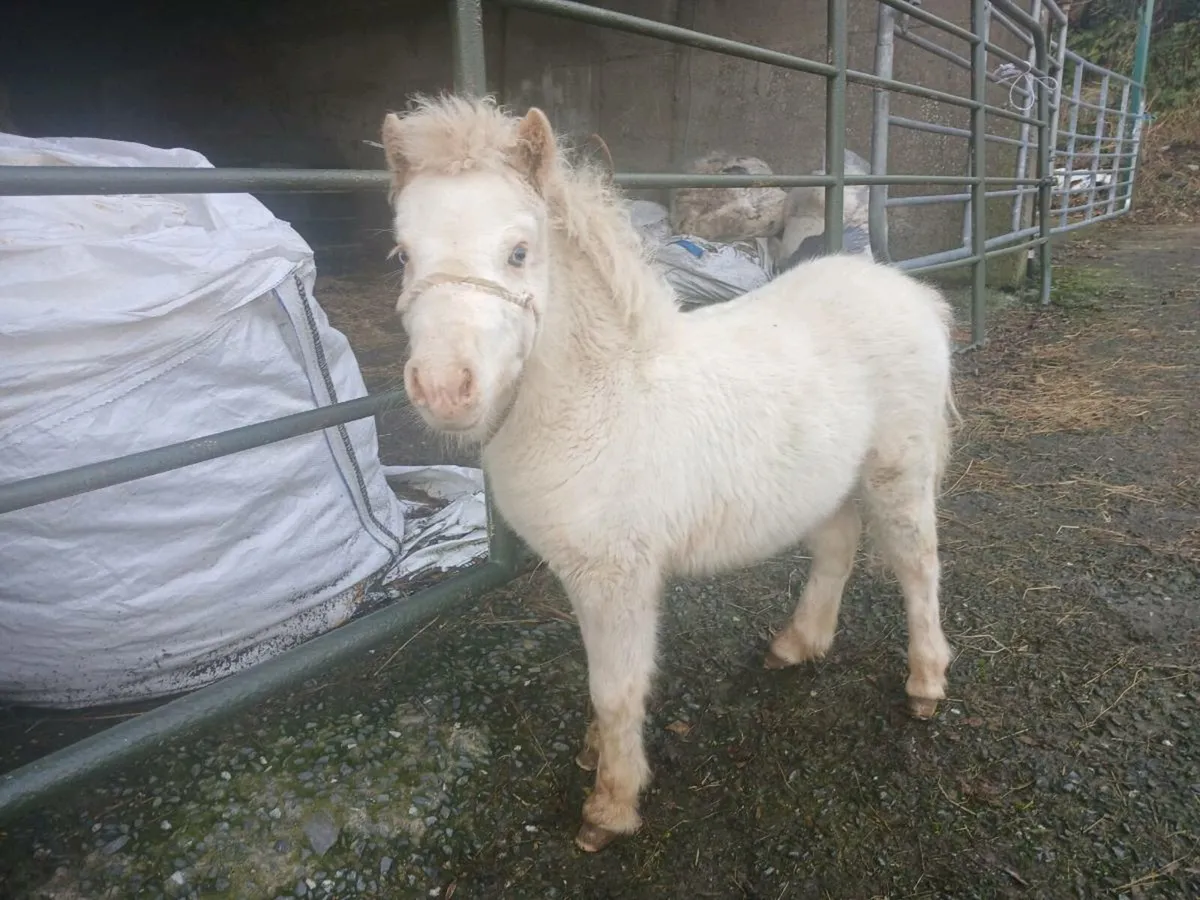 Fallabella miniature foal - Image 1