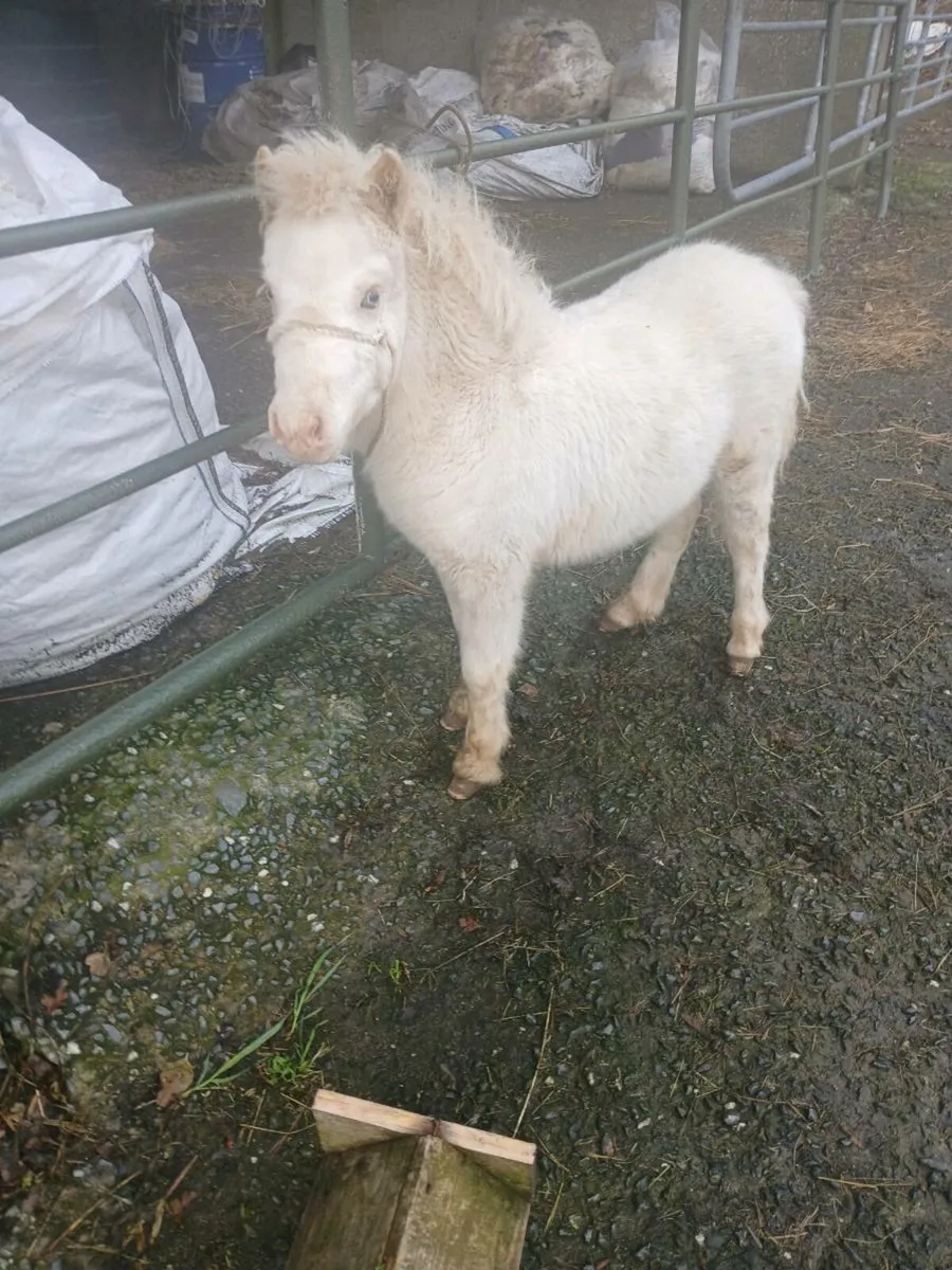 Fallabella miniature foal - Image 2