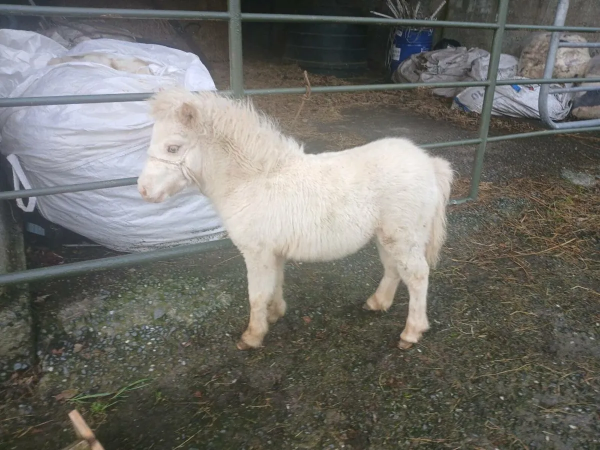 Fallabella miniature foal - Image 3