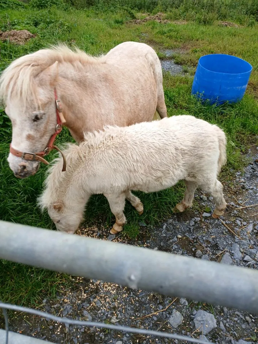 Fallabella miniature foal - Image 4