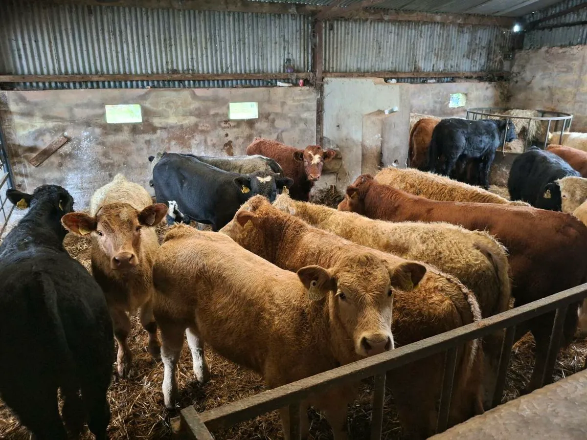Bull weanlings - Image 1