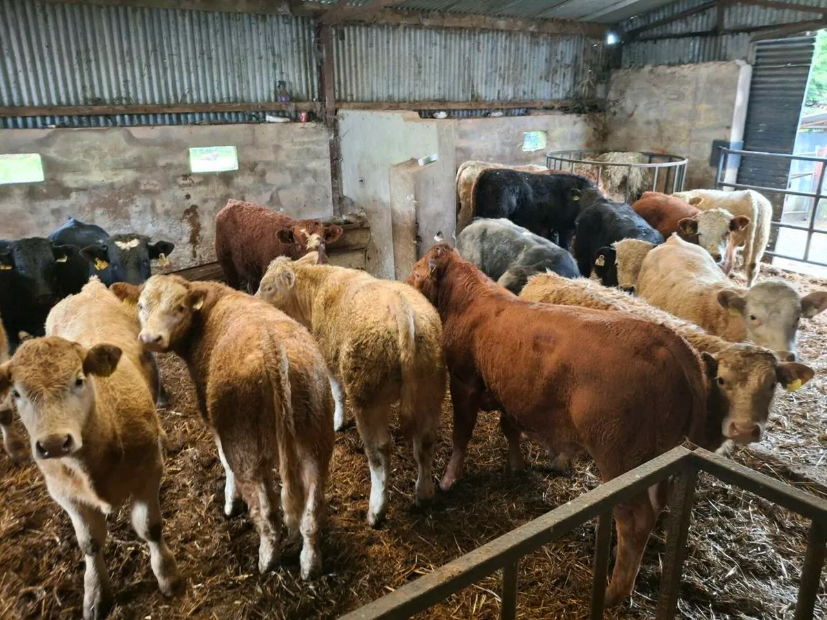 Bull weanlings - Image 2