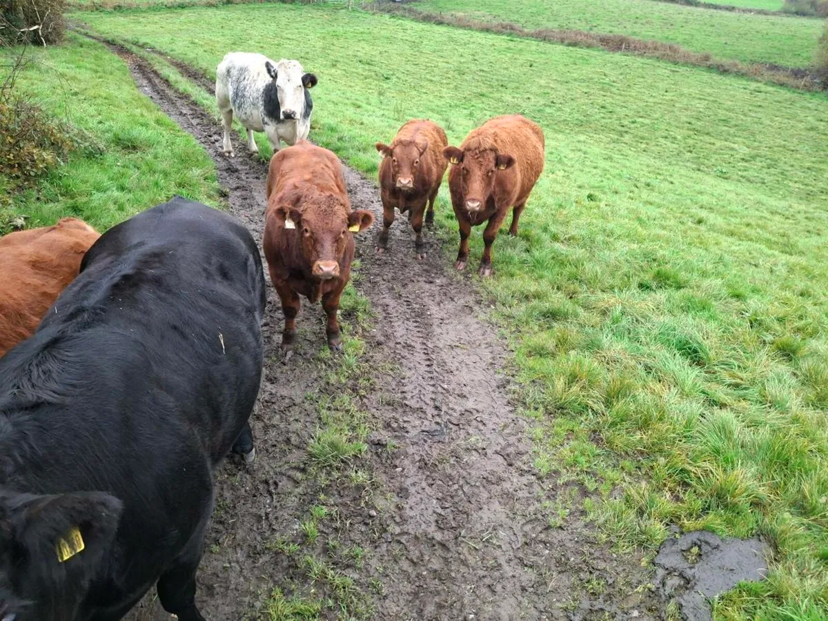 Bull weanlings - Image 3