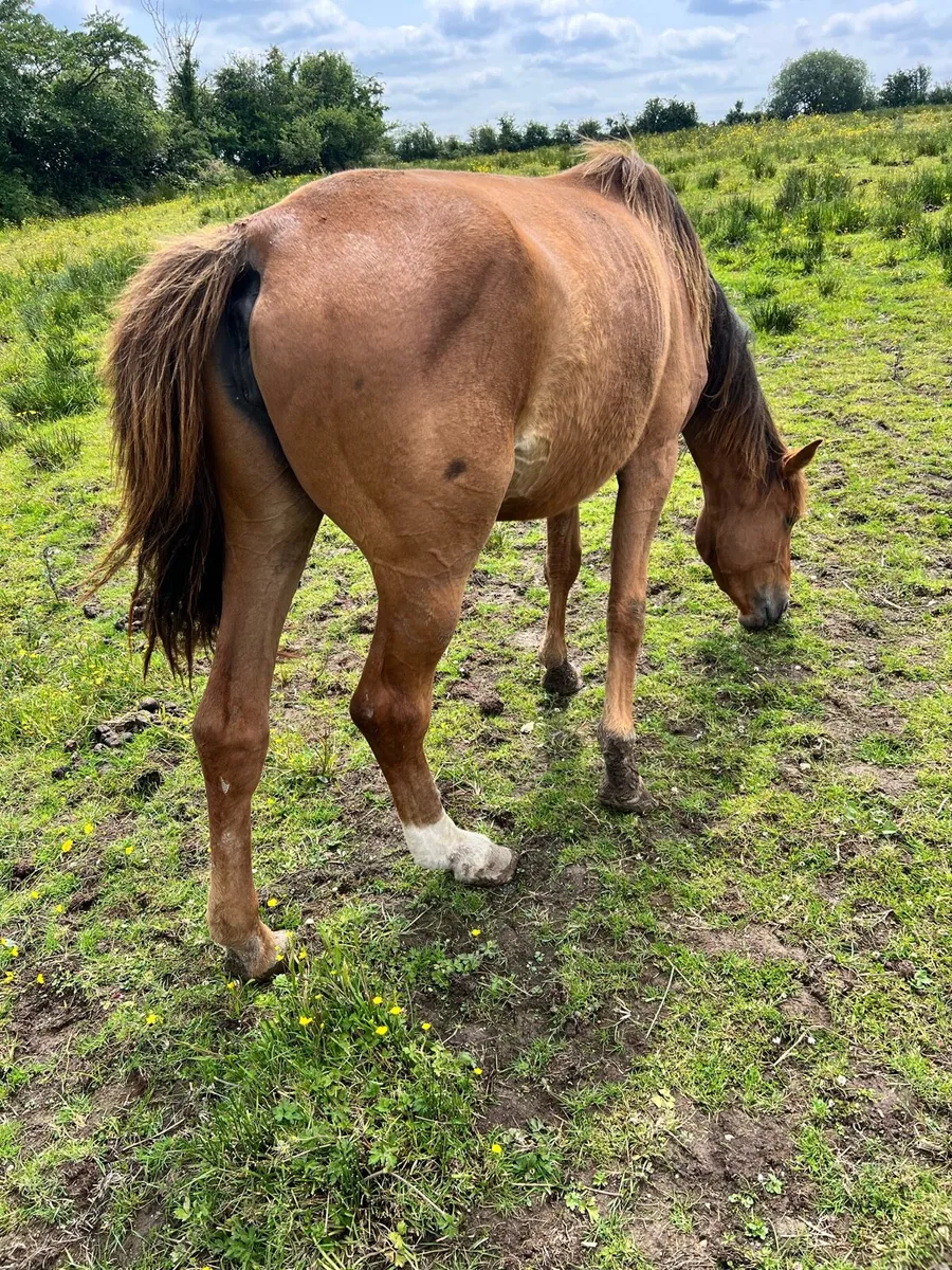 Horse - Image 1