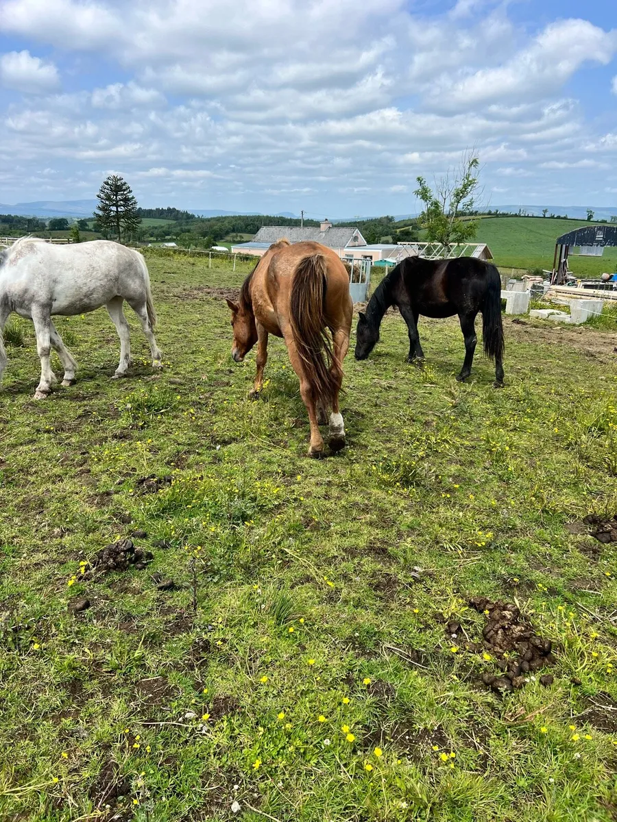Horse - Image 2
