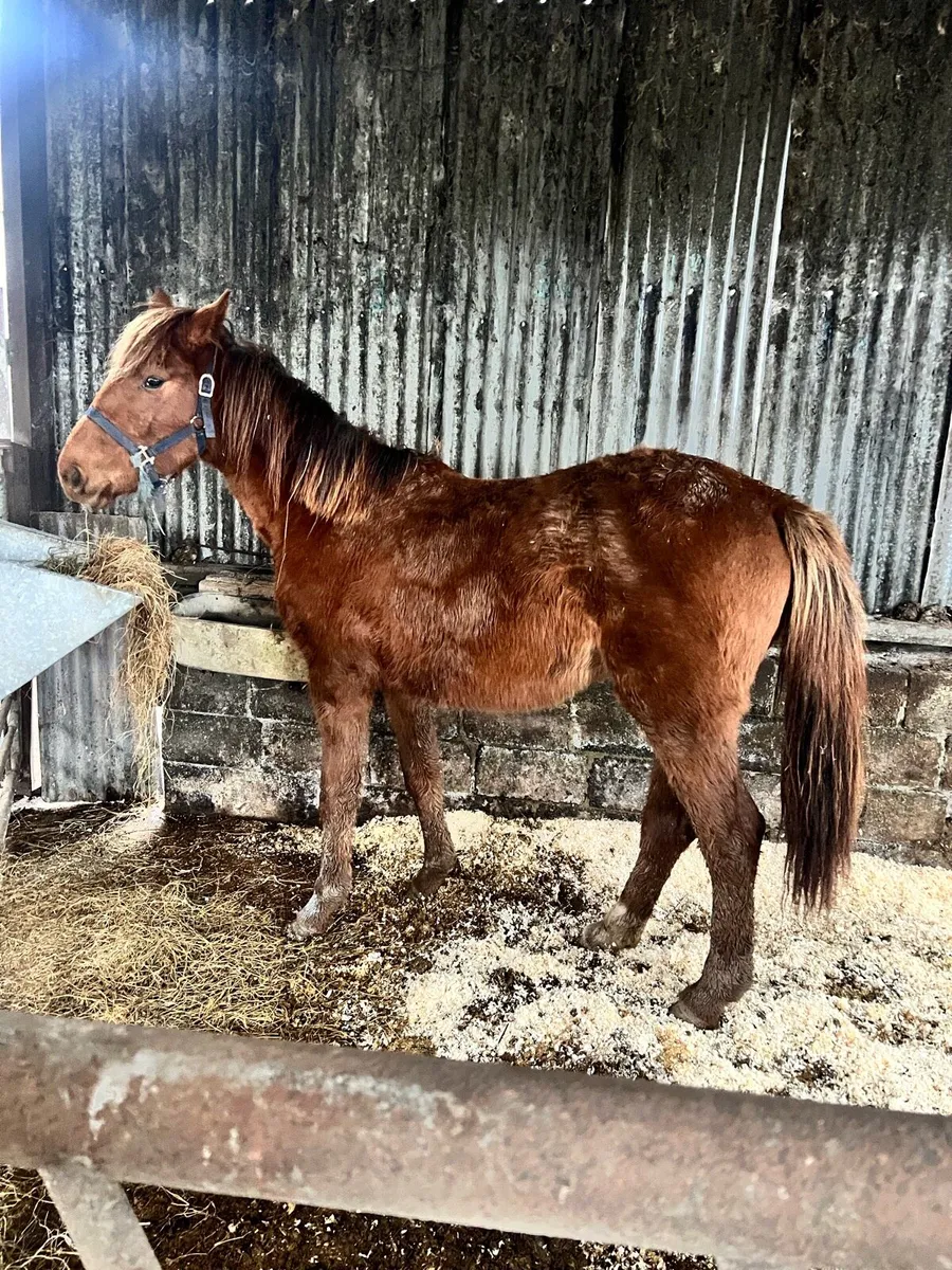 Horse - Image 3