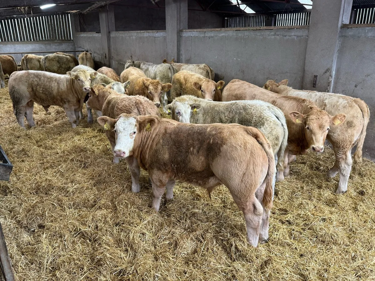 35 Charolais Bullocks - Image 1
