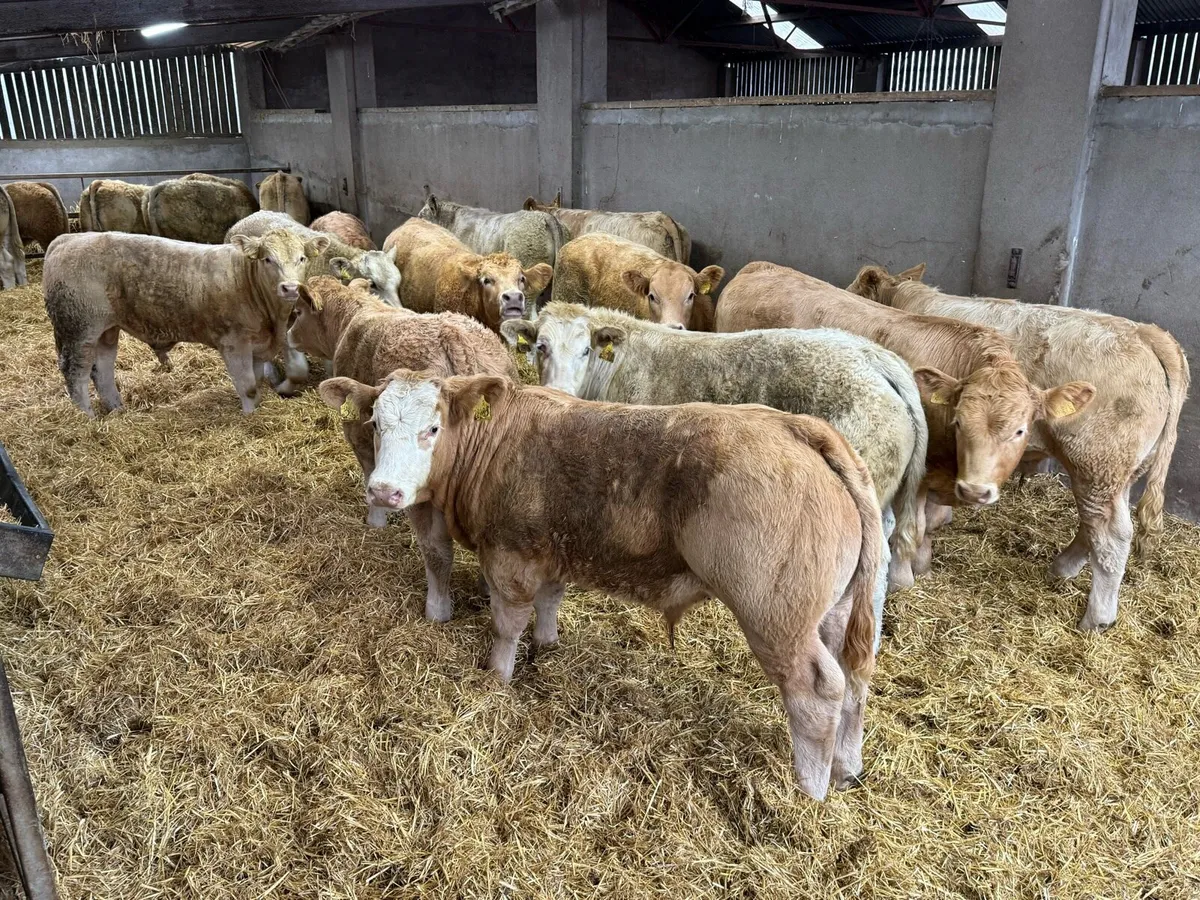 35 Charolais Bullocks - Image 2