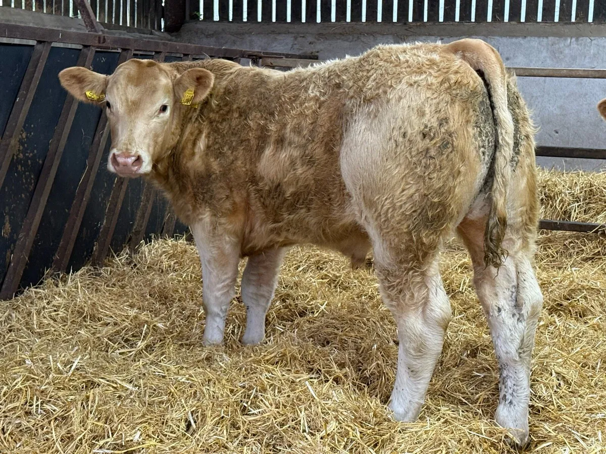 35 Charolais Bullocks - Image 3