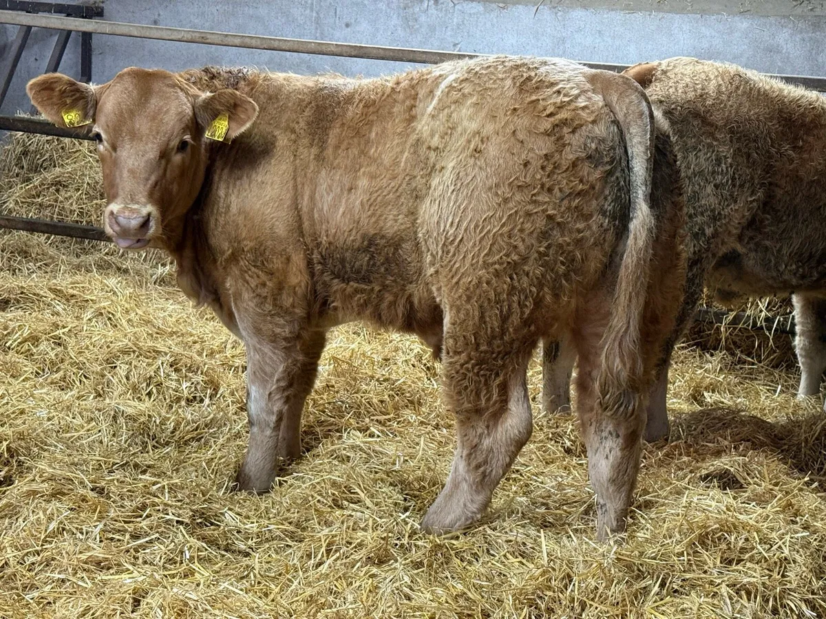 35 Charolais Bullocks - Image 4