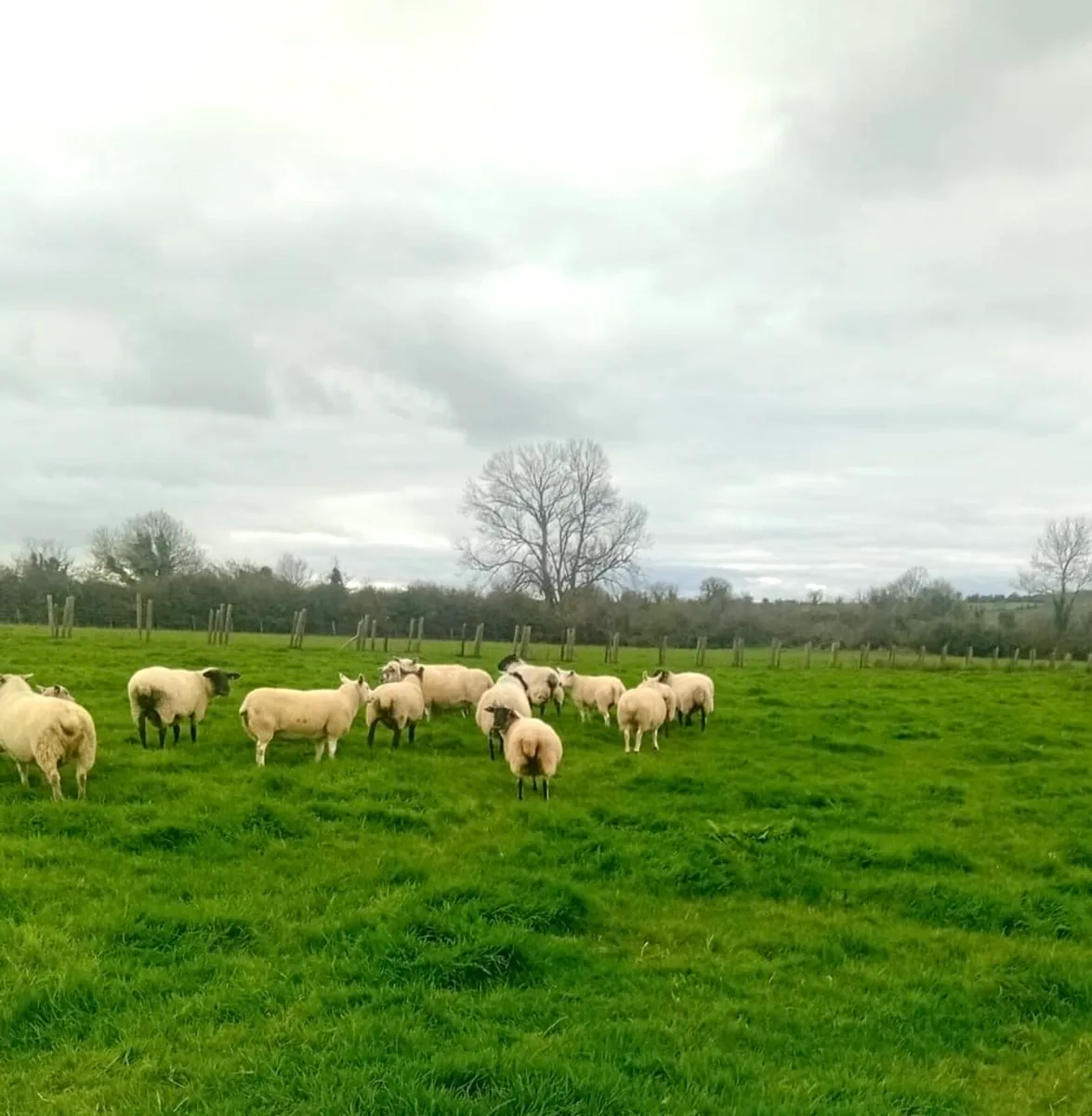 Breeding Ewes for Sale