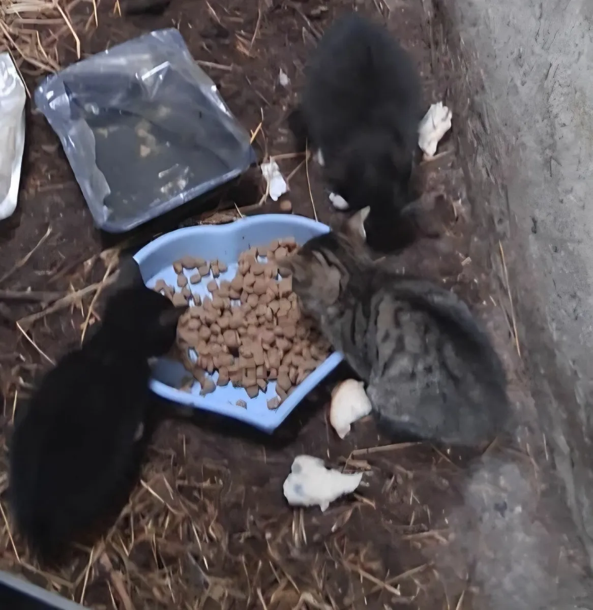 Kittens