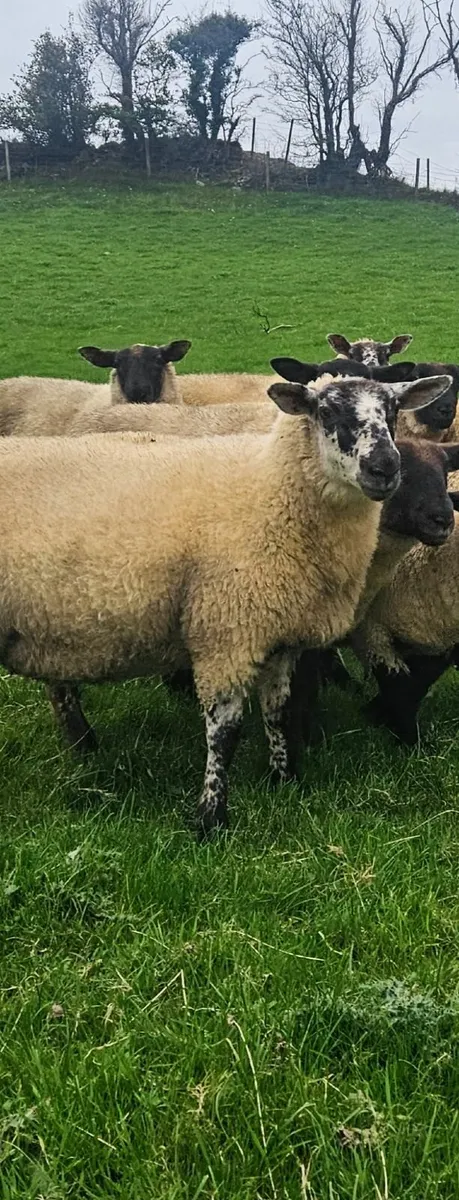 Ewe Lambs - Image 2