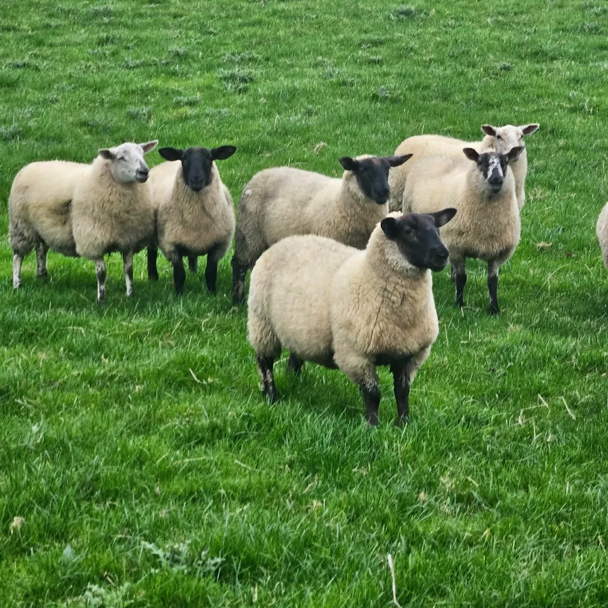 Ewe Lambs - Image 1