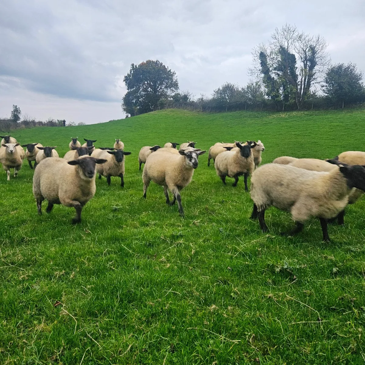 Ewe Lambs - Image 3