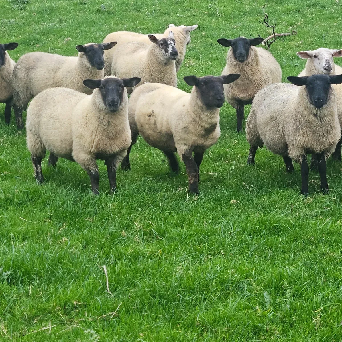 Ewe Lambs - Image 4