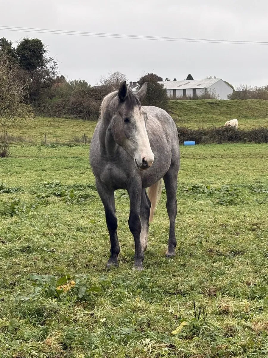 3 ISH Gelding - Image 1