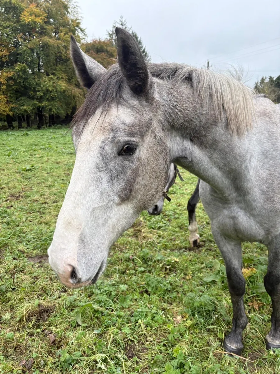 3 ISH Gelding - Image 2