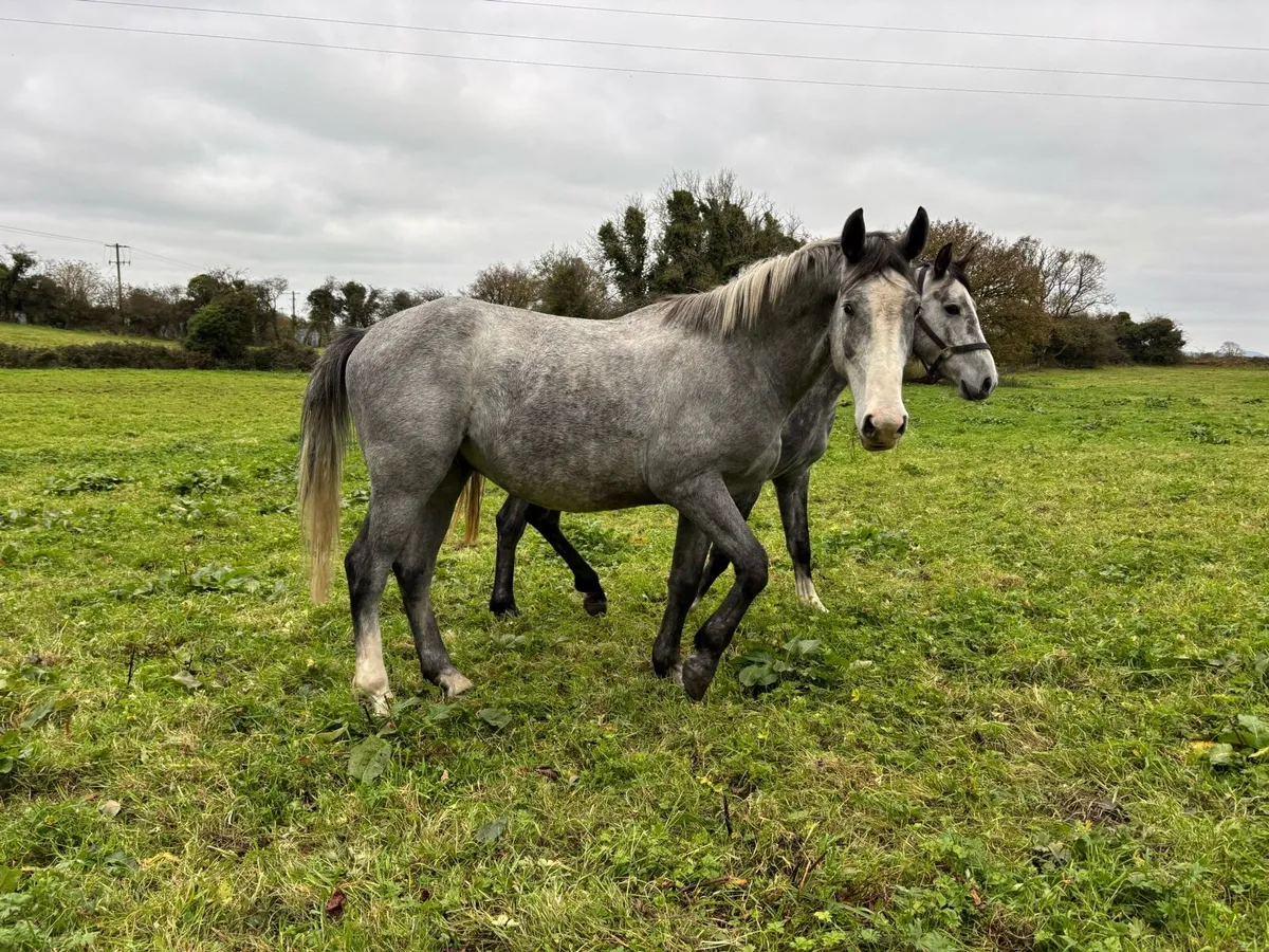 3 ISH Gelding - Image 3