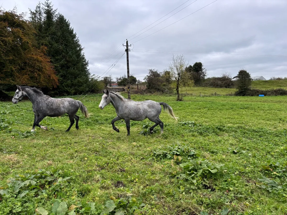 3 ISH Gelding - Image 4