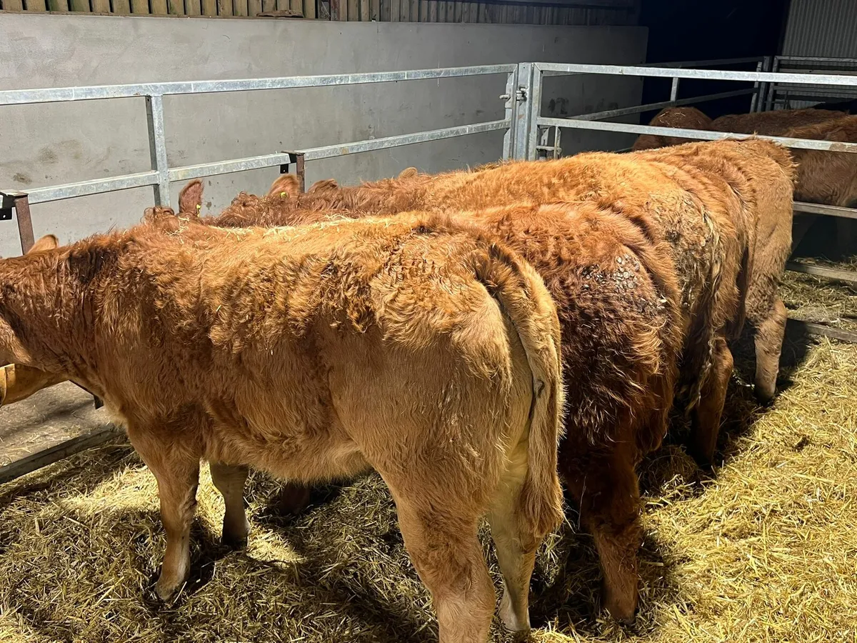 Red Limousin Heifers - Image 4