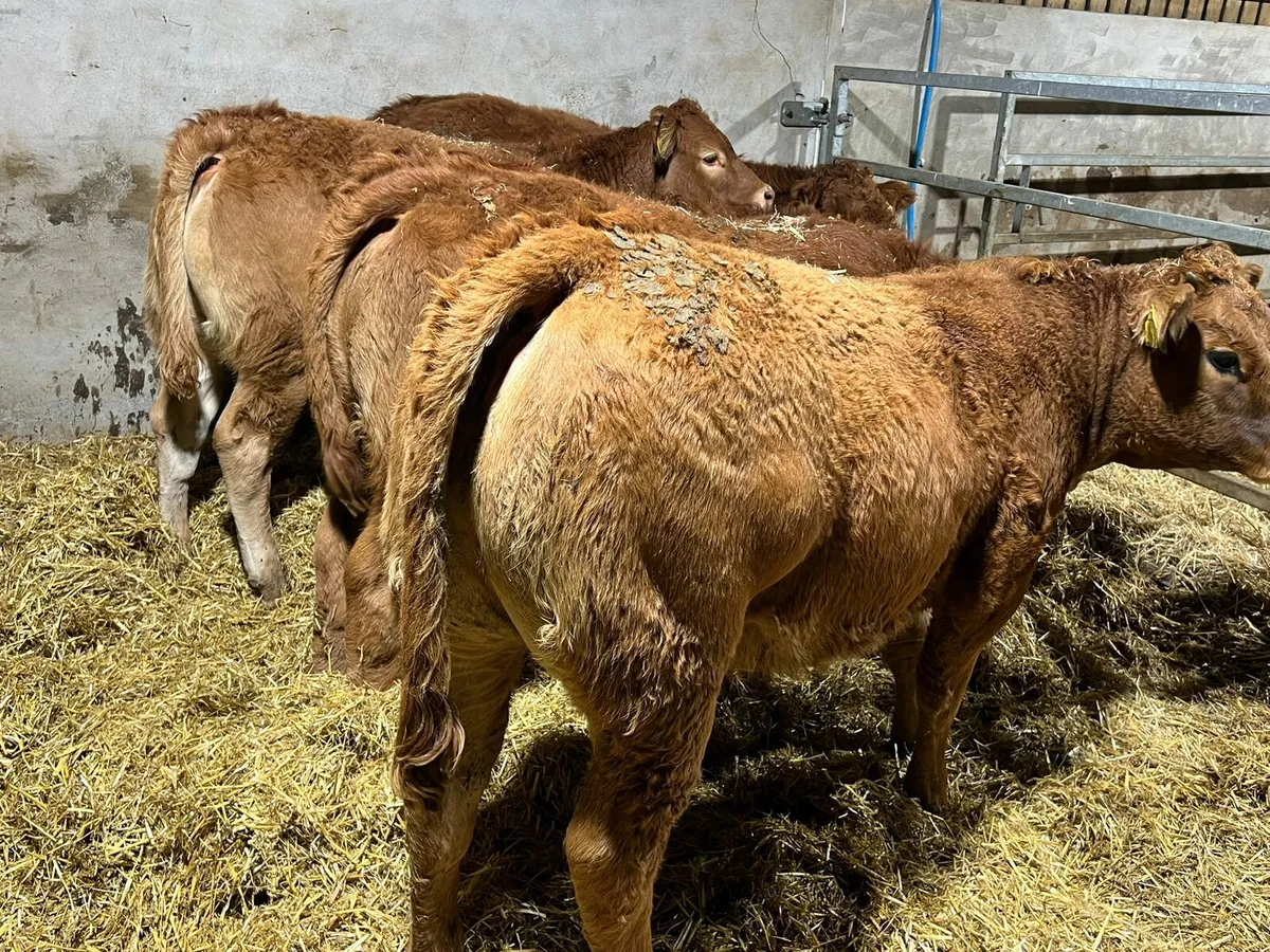 Red Limousin Heifers - Image 1
