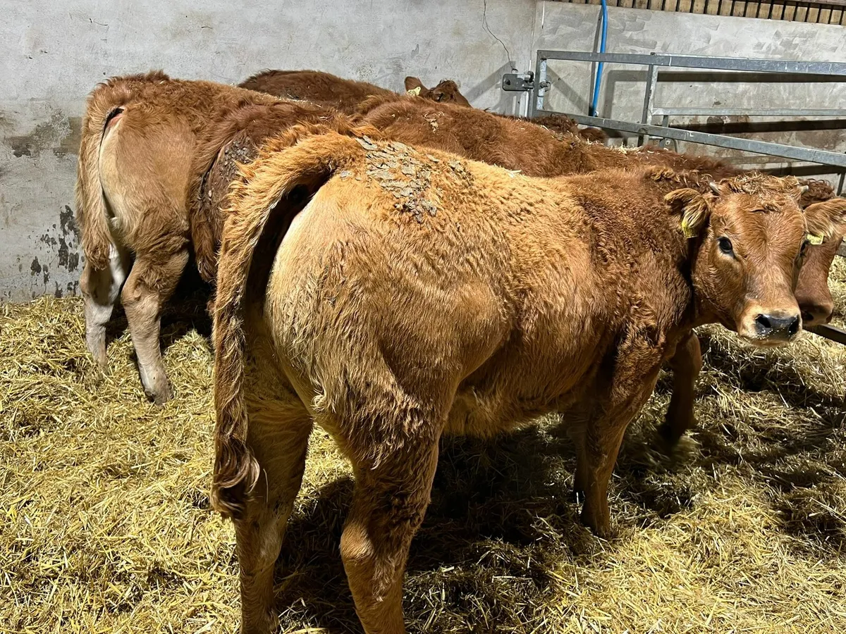 Red Limousin Heifers - Image 3