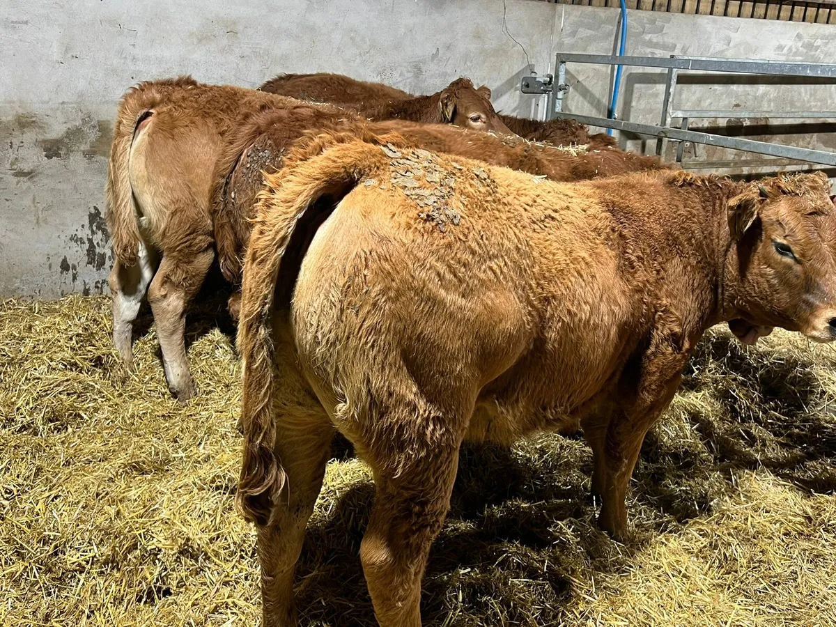 Red Limousin Heifers - Image 2