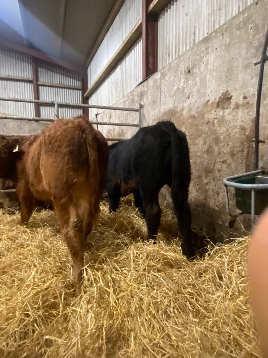 ⭐️ 2 smashing bull weanlings ⭐️ - Image 2