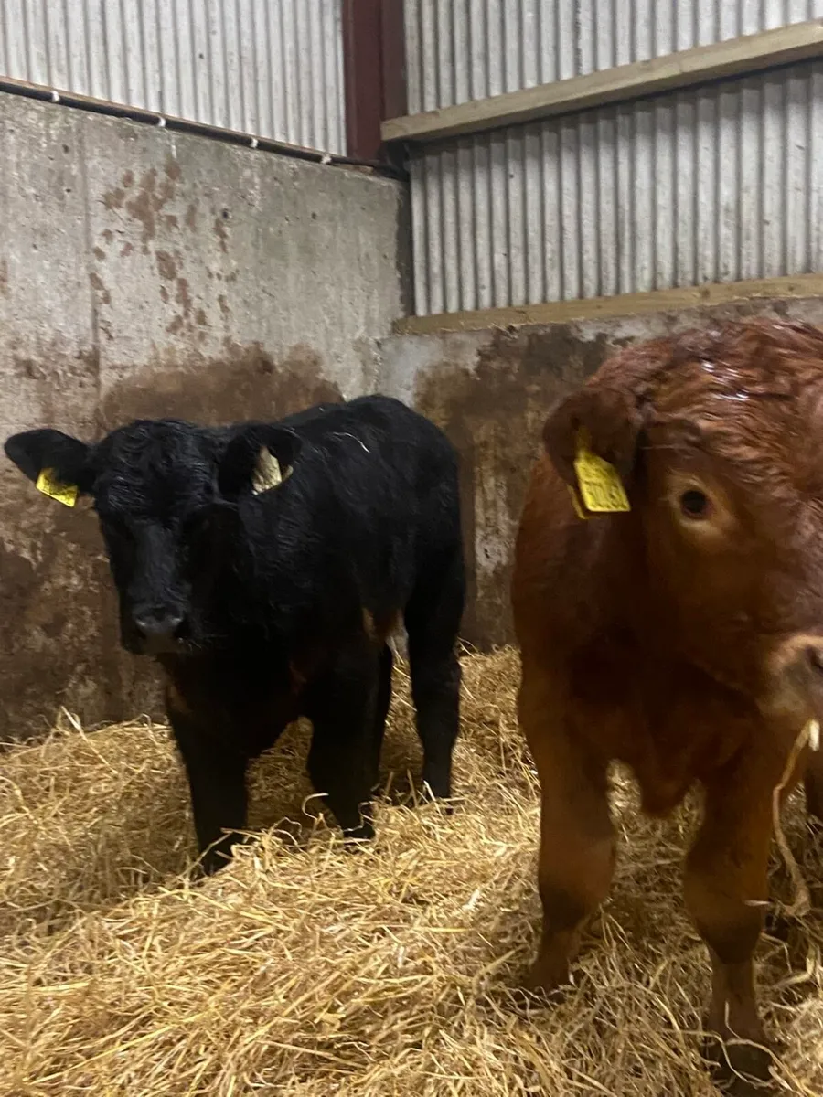 ⭐️ 2 smashing bull weanlings ⭐️ - Image 3